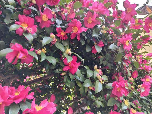 今日は愛媛マラソンの日ですね??