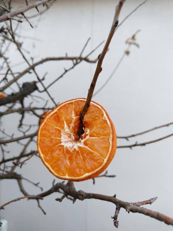 愛媛の風物詩??