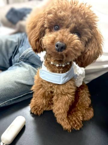 モカたん(U´・ェ・)?