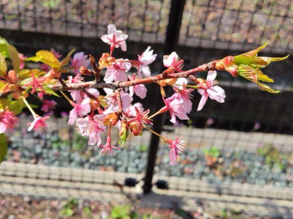 川津桜?