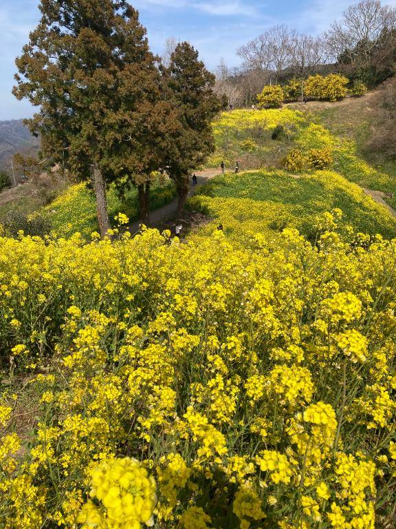 ☆ 黄色い絨毯 ☆