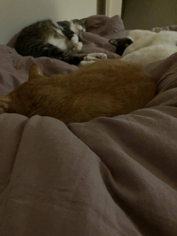 [お題]from:ころんぼ1204さん