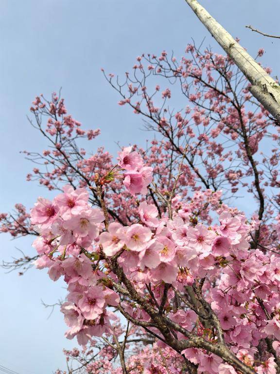 陽光桜が満開でした?