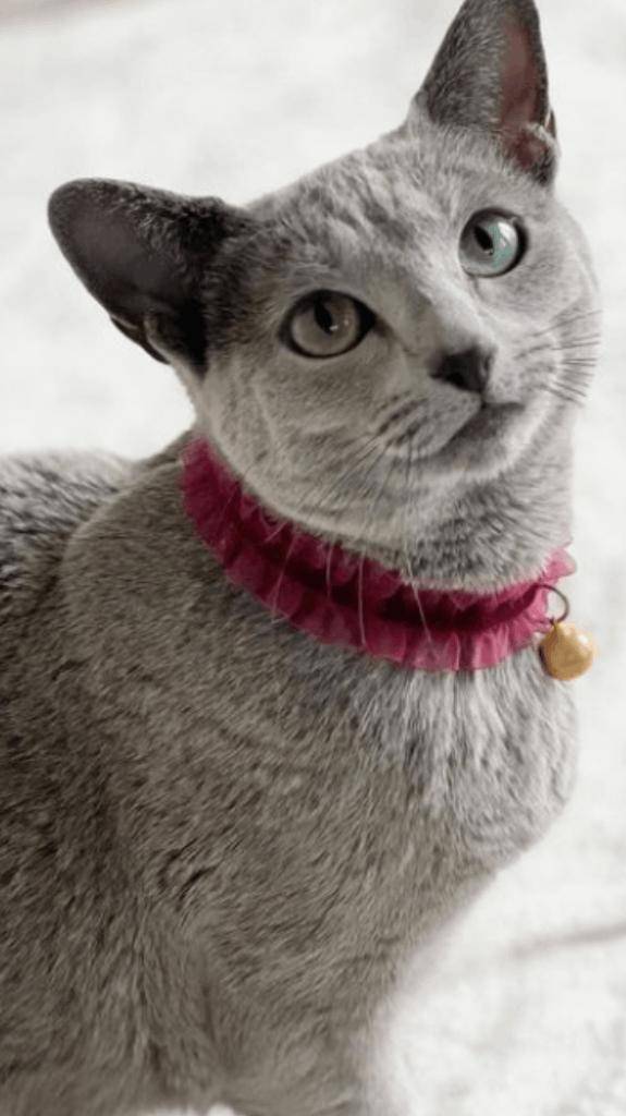 ☆ 4／5 ありがとうの気持ち ☆