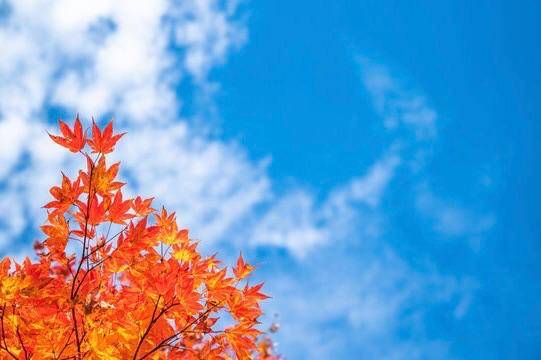 秋晴れ