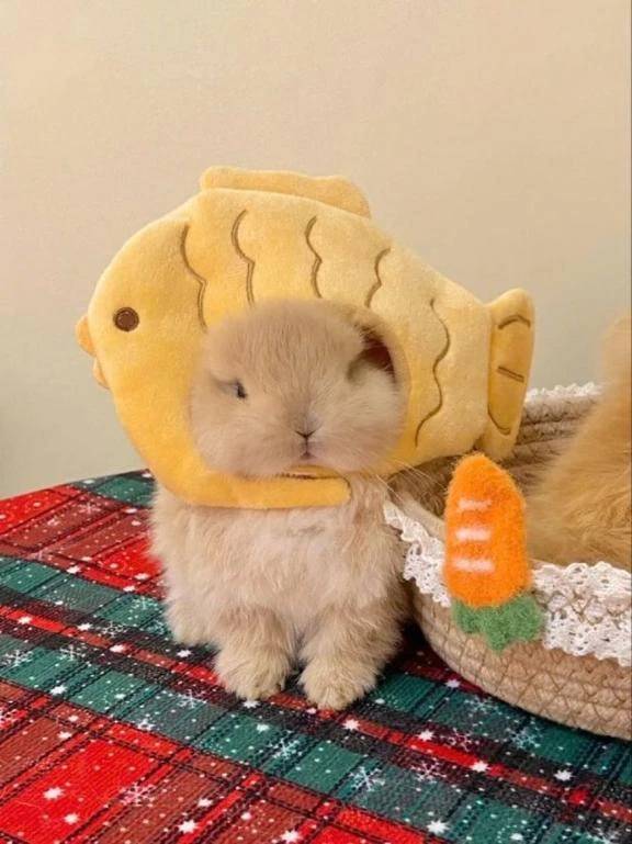 シオン【惑わせ小悪魔の誘惑】