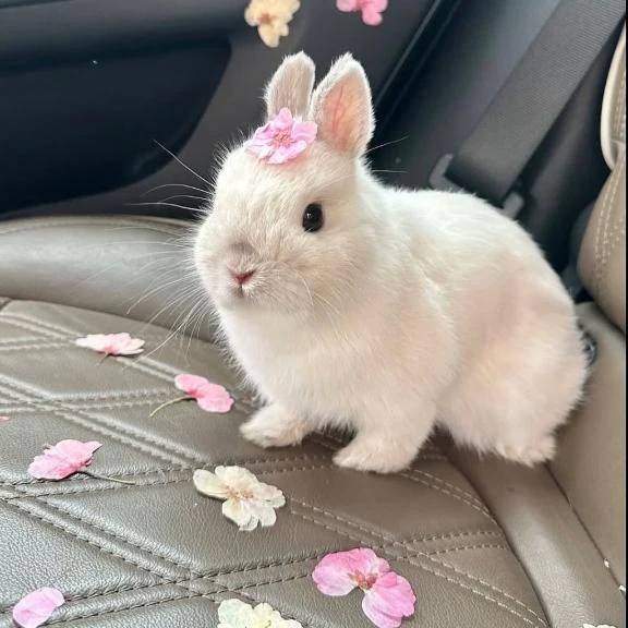 シオン【惑わせ小悪魔の誘惑】