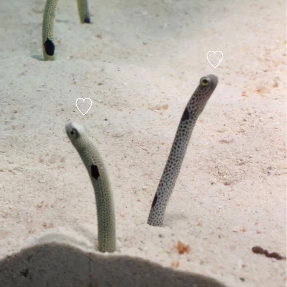 伊東 なな【SSR級推しフラグ】