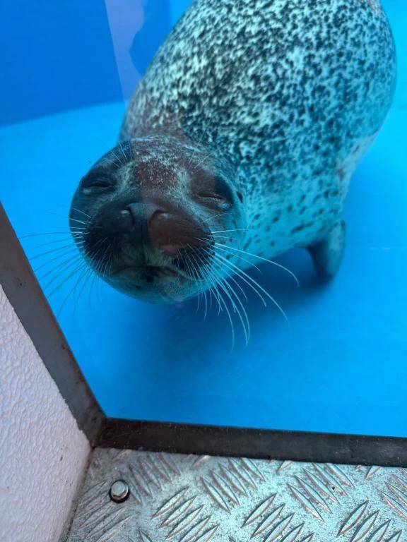 加藤きき【痴女の宅急便】