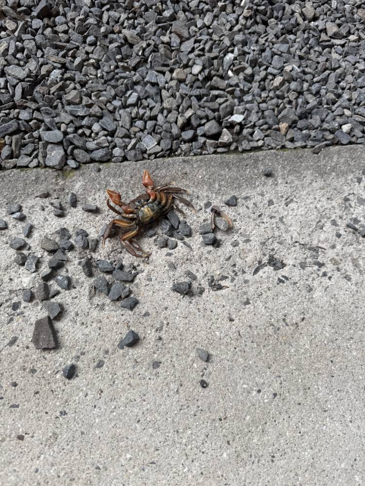 因みに昨日のお兄さんとこで見つけた🦀さん🍀*゜