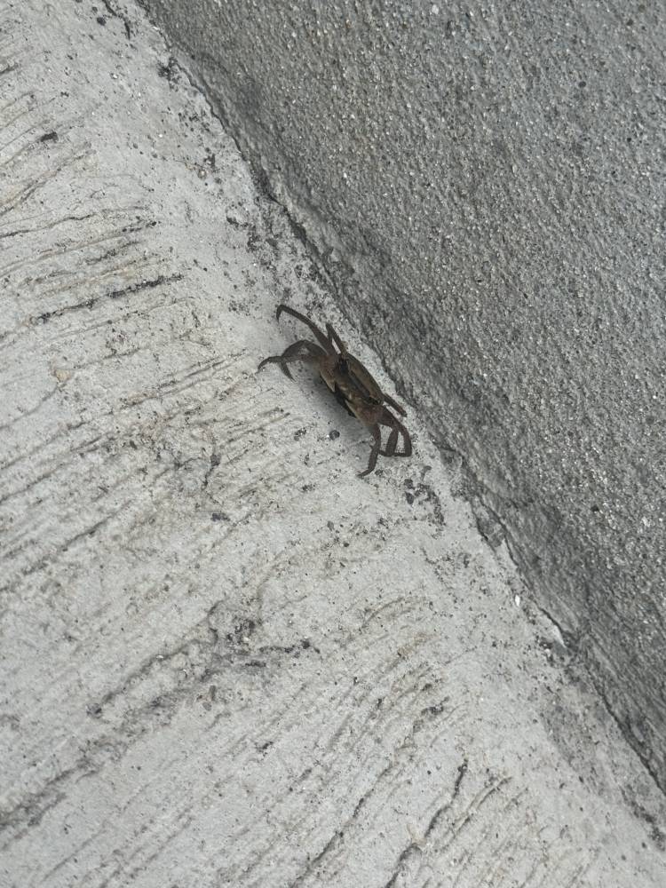 家の駐車場にカニさんがおる！🦀