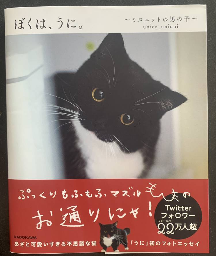 お題：「可愛いね」「綺麗だね」言われて嬉しいのはどっち？に回答♪