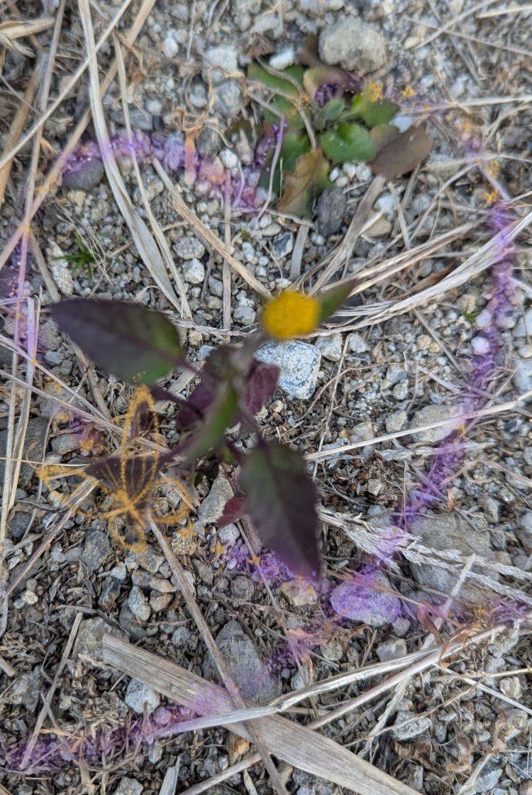 出勤中です('  ' )