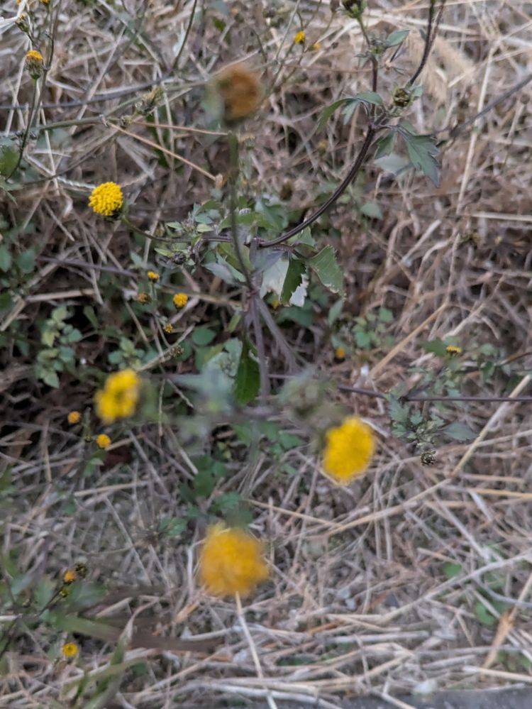 出勤してます('  ' )