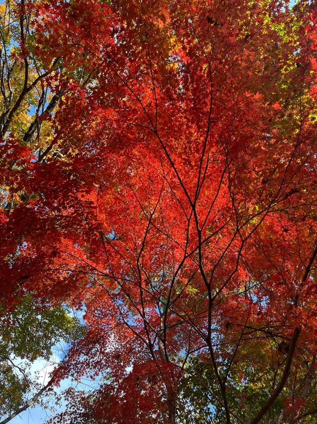 こんばんは✩.*˚