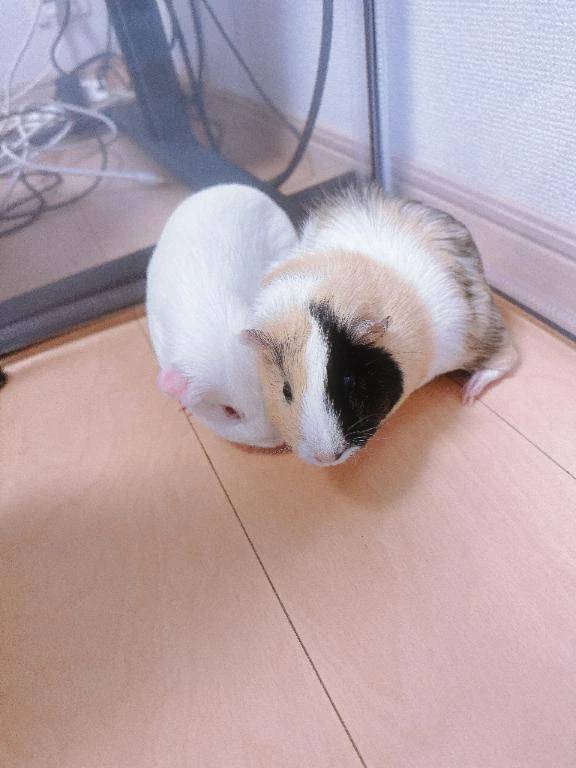 出勤予定あげたよ🥰