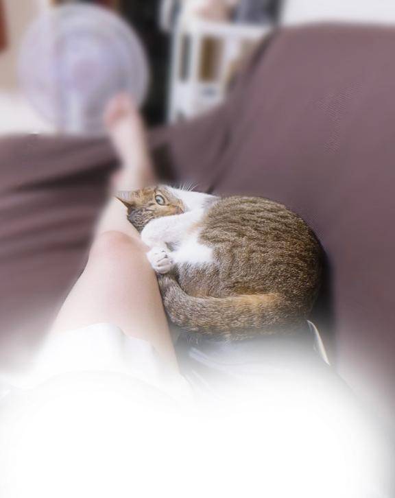 ぬっこさん