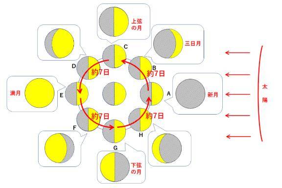 オオカミになったりする?？