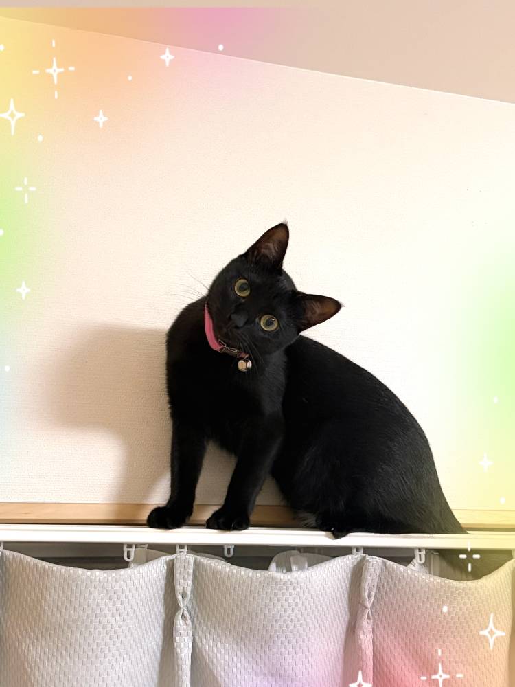 はにゃ？🐈‍⬛