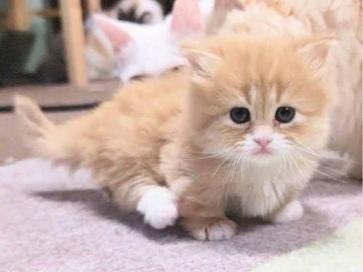 今からお勉強に行ってきます🐈