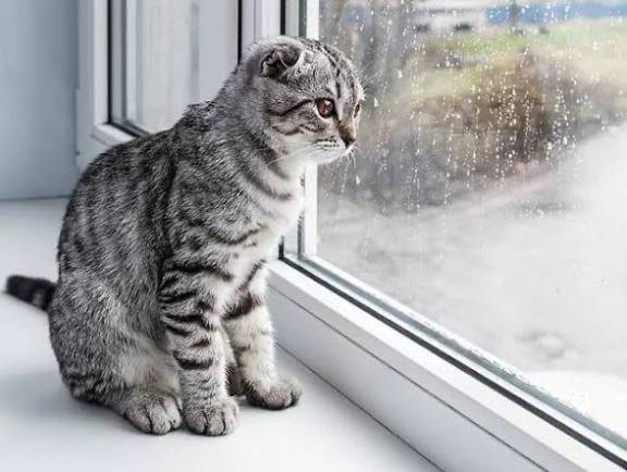 猫🐈と雨☂️を連れて