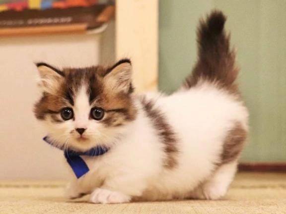 初本指名🐈