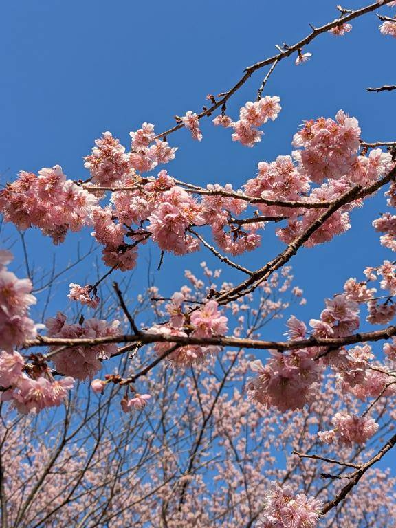 ☆出勤予定のご報告☆