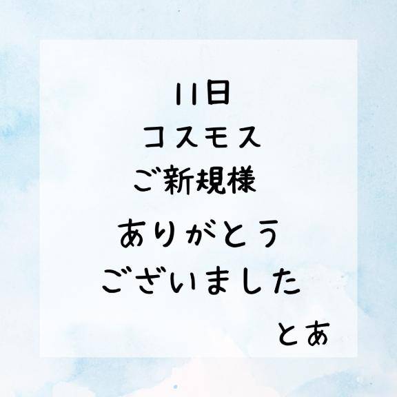 11日 コスモス ご新規様