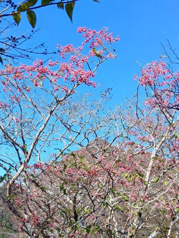 前原くみ　ピックアップキャスト