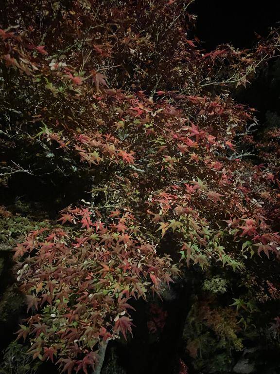 前原くみ　ピックアップキャスト