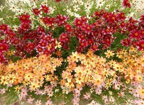 内田ゆう【WOMAN】