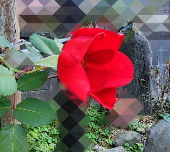 日向京子【WOMAN】