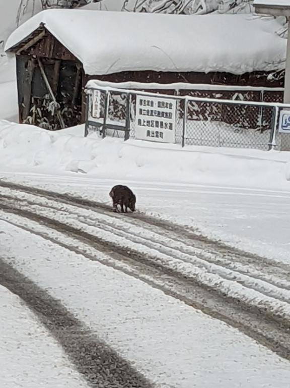 綾波玲子【PICKUP】