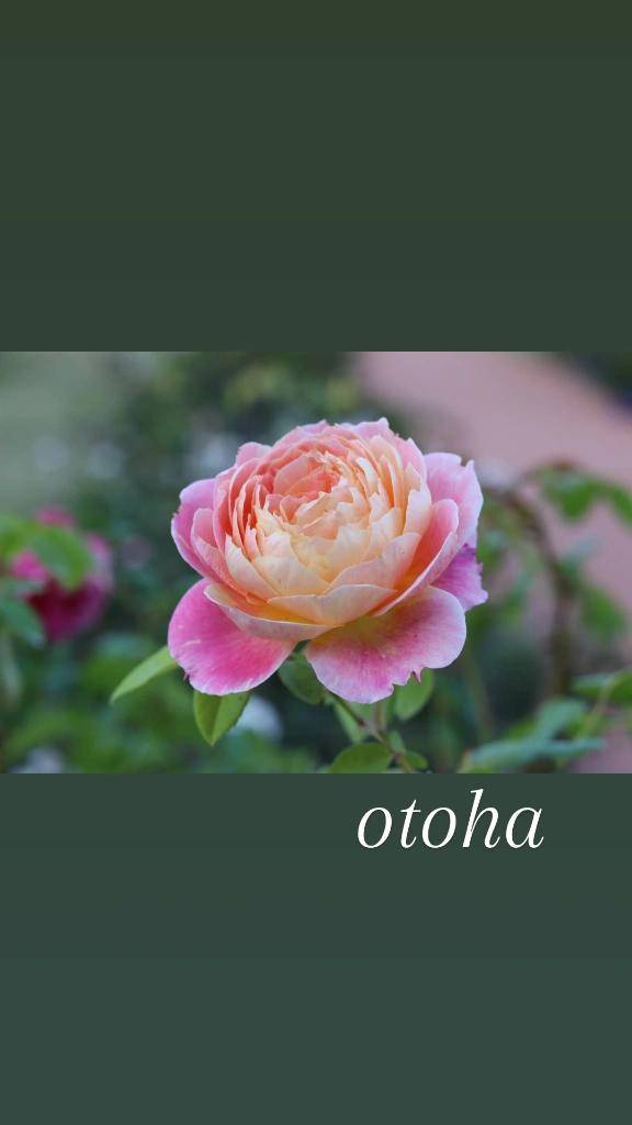 おとは【CHUBBY】