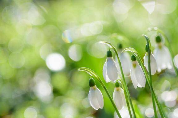 さやか【PREMIUM】