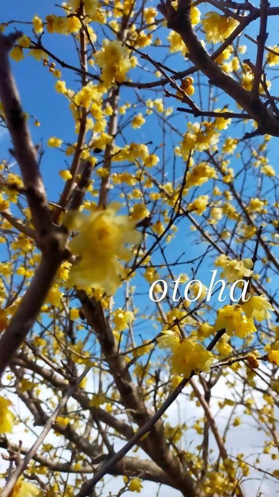 おとは【CHUBBY】