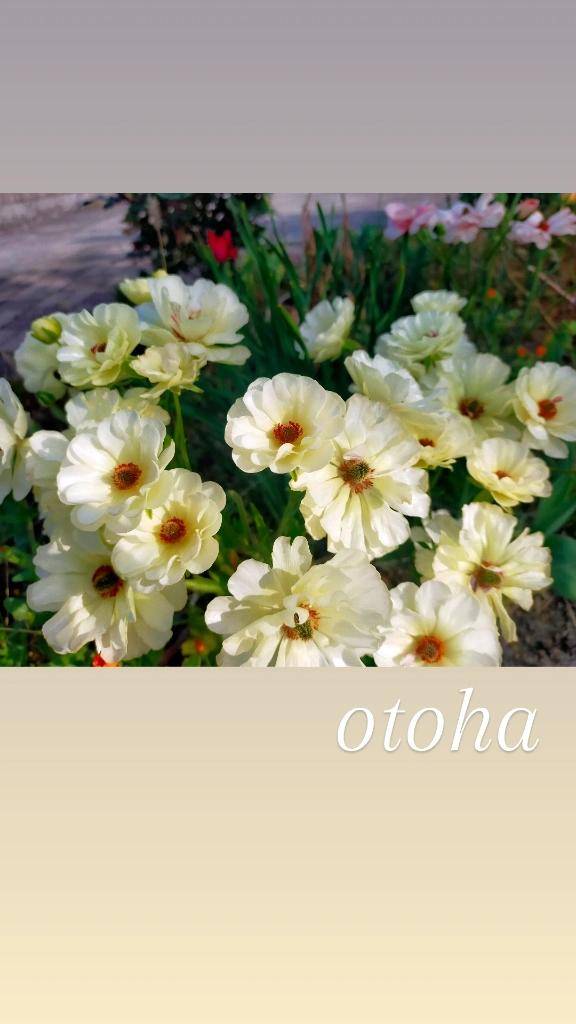 おとは【CHUBBY】