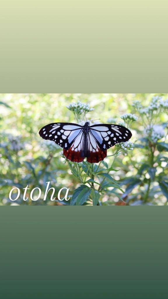 おとは【CHUBBY】