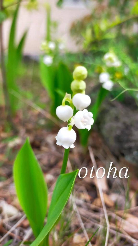 おとは【CHUBBY】