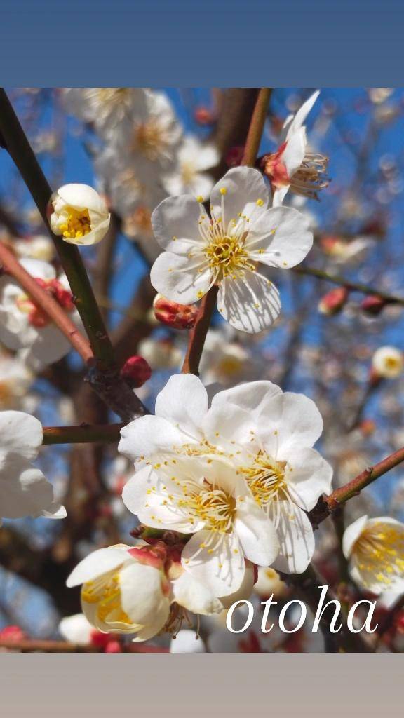 梅は咲いたか桜はまだかいな