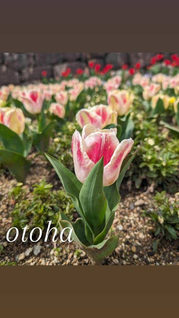 おとは【CHUBBY】