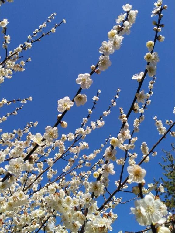 綾波玲子【PICKUP】