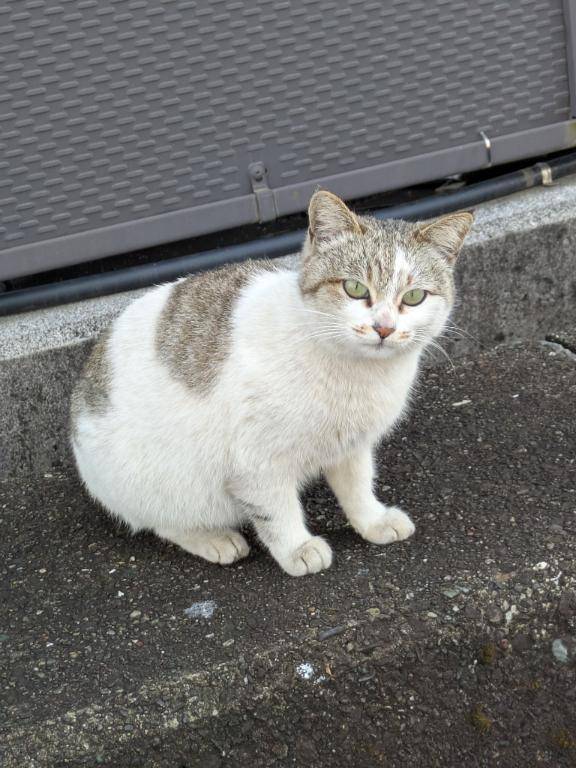 綾波玲子【PICKUP】