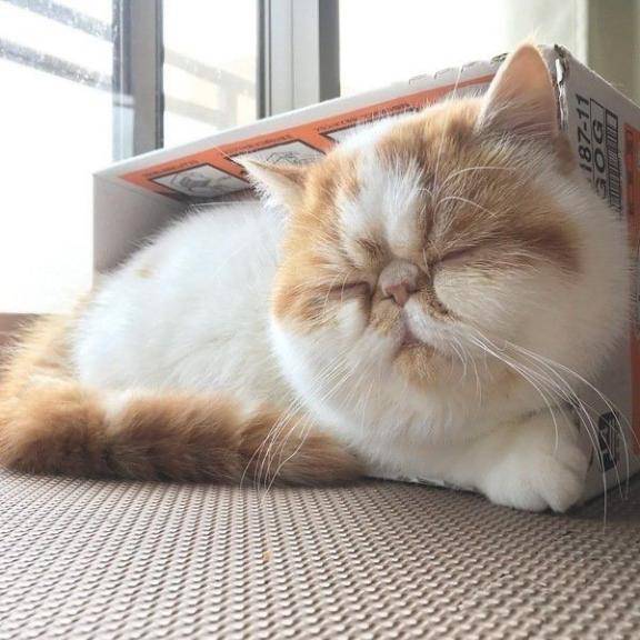 さやか【PREMIUM】