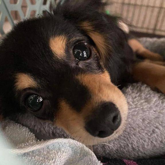 さやか【PREMIUM】