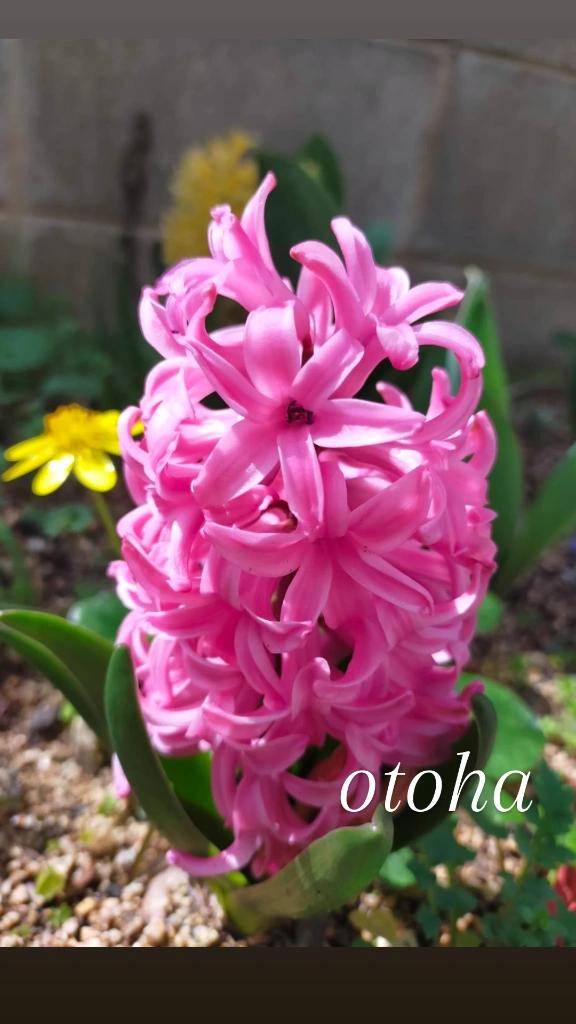 おとは【CHUBBY】