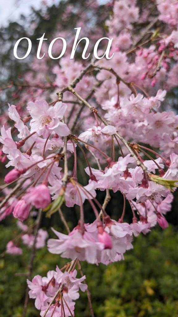 おとは【CHUBBY】