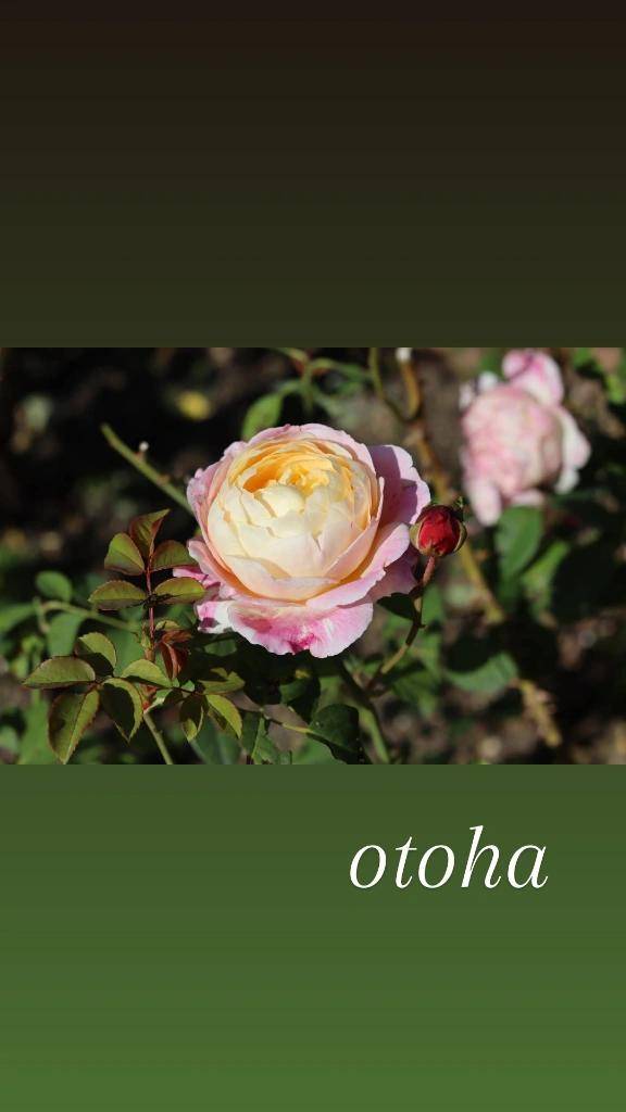 おとは【CHUBBY】