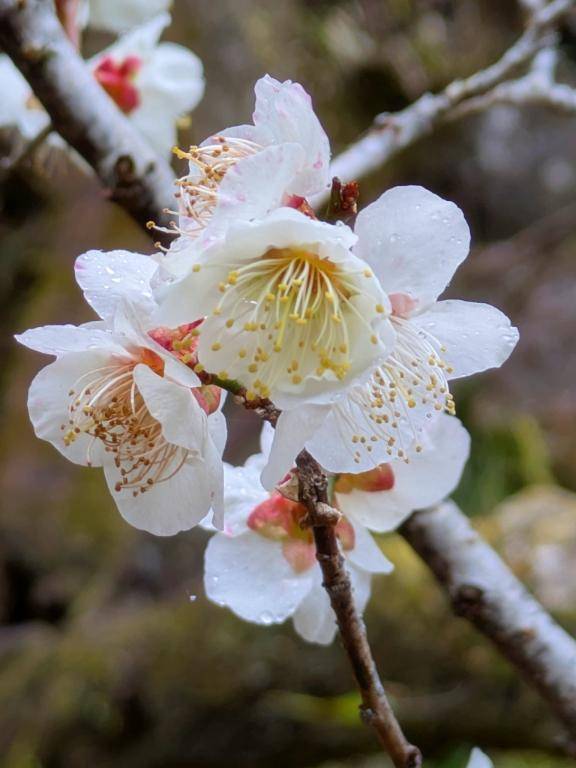 綾波玲子【PICKUP】