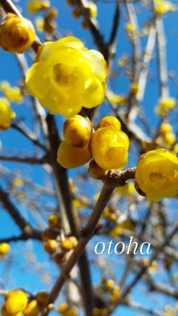 おとは【CHUBBY】